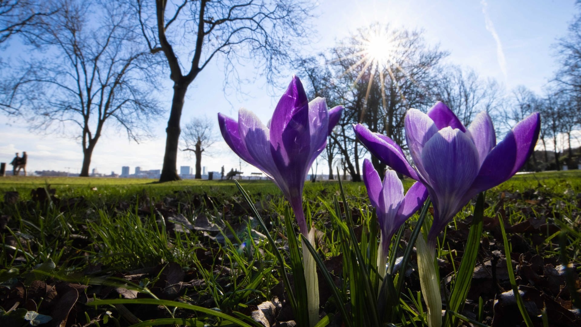 Frühlingsanfang 2024 Bilder: Erwecke die Schönheit des Frühlings zum Leben!