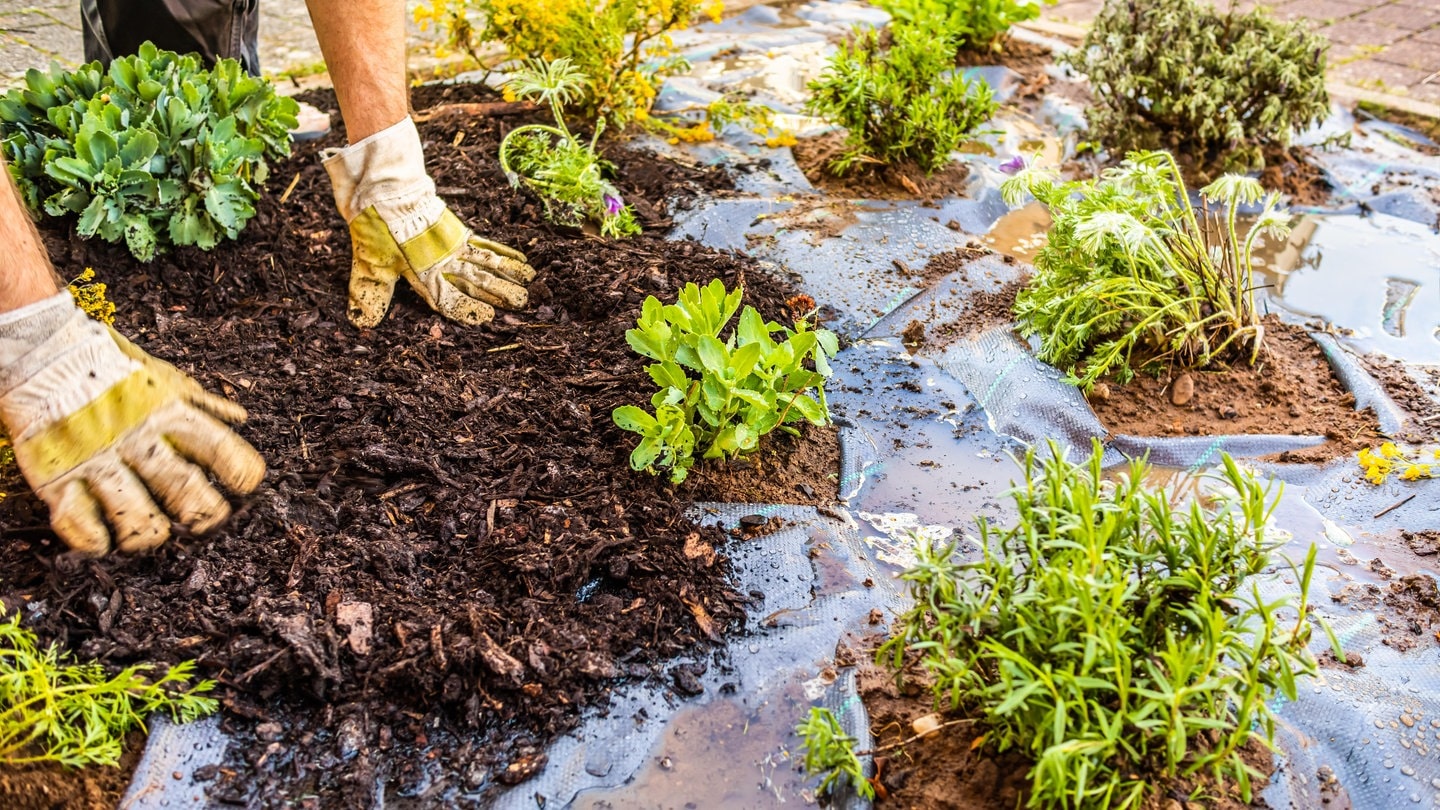 Richtig Mulchen Im Garten: Mineralischer Oder Organischer Mulch - SWR4