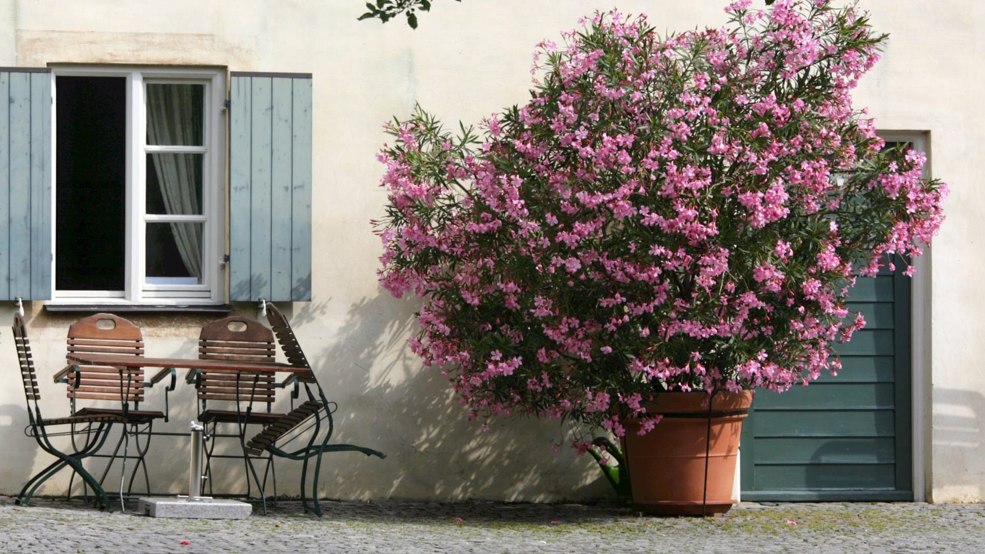 Oleander überwintern – wohin mit der mediterranen Pflanze?
