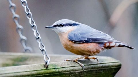 Wildvögel füttern: Infos & Tipps zur Ganzjahresfütterung