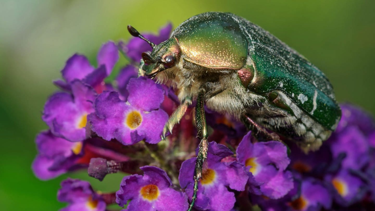 Goldglänzender Rosenkäfer (Cetonia aurata): Ein Käfer sitzt auf einer Blüte