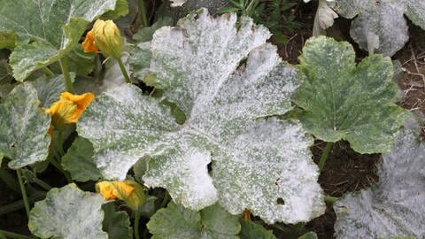 Mit Mehltau befallene Zucchini-Pflanze