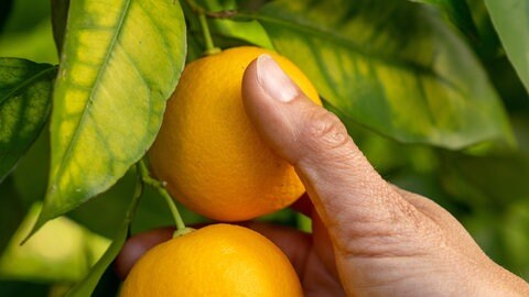 Gartentipp: Gelbe Blätter an einer Zitruspflanze.