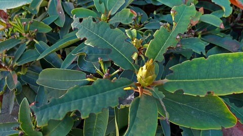 Gartentipp: Angefressener Rhododendron im Garten.