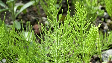 Zeigerpflanzen im Garten: Ackerschachtelhalm Jungpflanze.