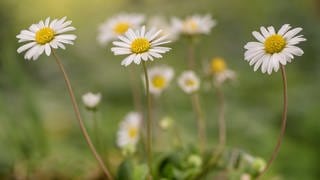 Zeigerpflanzen im Garten: Gänseblümchen im Rasen.