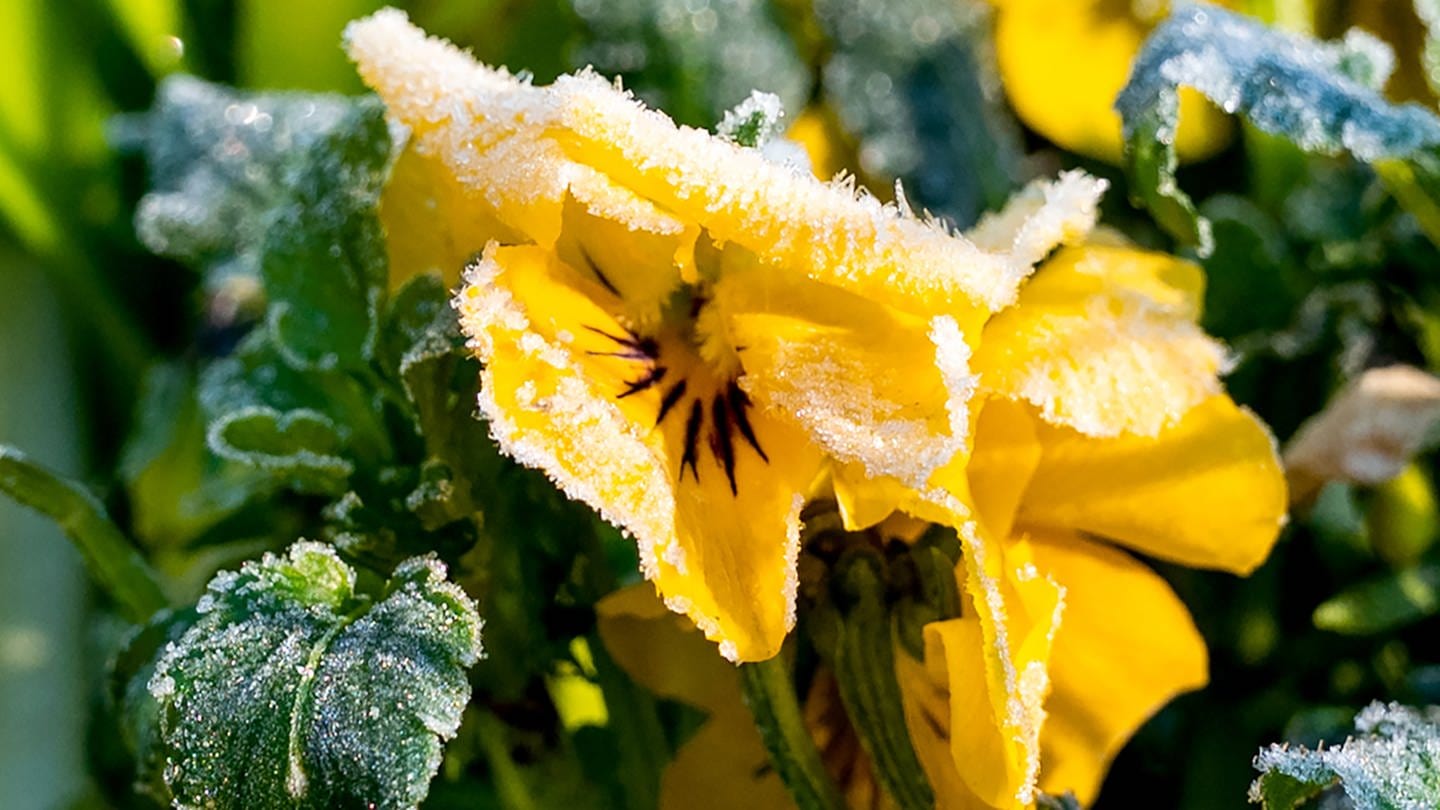 Eisheilige 2024: Die Bauernregel sagt Frost voraus. Eiskristalle hängen am Morgen an der Blüte von einem Hornveilchen.