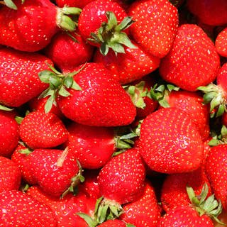 Viele länzend rote Erdbeeren. 