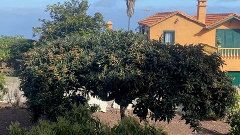 Im Mittelmeerraum wächst die Wollmispel zu einem kleinen Baum heran, der üppig Früchte trägt. Diese werden auch Loquats oder Nespoli genannt.