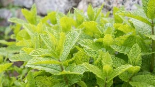 Minze im Garten: Das Küchenkraut braucht wenig Pflege und bereichert mit seinen aromatischen Sorten die Küche.