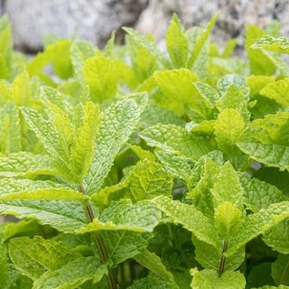 Minze im Garten: Das Küchenkraut braucht wenig Pflege und bereichert mit seinen aromatischen Sorten die Küche.