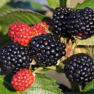 Ein Strauch mit Brombeeren der Sorte Rubus fruticosus 'Chester Thornless'. Die Pflanze hat keine Dornen.