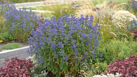 Zur Bartblume im Garten passt Lavendel oder Gräser wie Schilf oder Federgras.