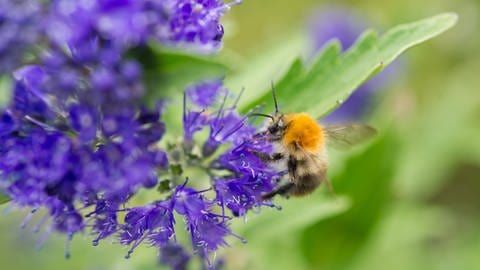 Die Bartblume ist nicht nur hübsch anzusehen, sie ist auch bei Bienen und Hummeln im Garten sehr beliebt.