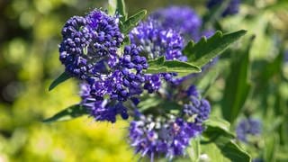 Die Bartblume im Garten richtig pflegen und schneiden, um die blauen Blüten zu genießen.