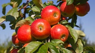 Apfelbaum pflanzen: Welche Apfelsorten sind pflegeleicht? Mehrere rotbackige Äpfel der Apfelsorte "Gerlinde" hängen an einem Apfelbaum in der Sonne.