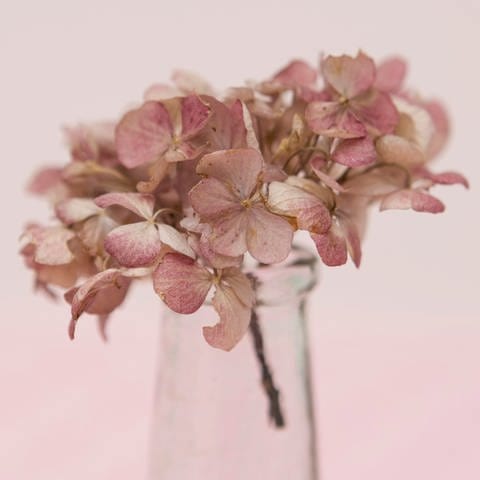 Hortensien als Deko: Ein Zweig mit getrockneten Blüten von Hortensien steckt in einer Glasvase.