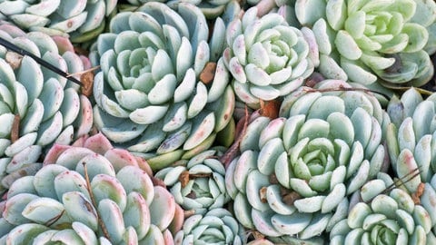 Winterdekoration mit Heidekraut, Fettblattrosette und Silberkörbchen: Die Fettblattrosette Echeveria