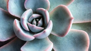 Winterdekoration mit Heidekraut, Fettblattrosette und Silberkörbchen: Die Fettblattrosette Echeveria