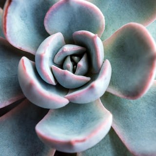 Winterdekoration mit Heidekraut, Fettblattrosette und Silberkörbchen: Die Fettblattrosette Echeveria