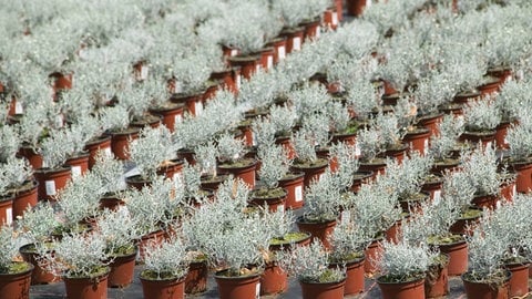 Winterdekoration mit Heidekraut, Fettblattrosette und Silberkörbchen: Das Silberkörbchen oder Gitterpflanze