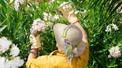Oleander schneiden: Eine Frau mit einem Sommerhut schneidet mit einer Gartenschere Oleander zu.
