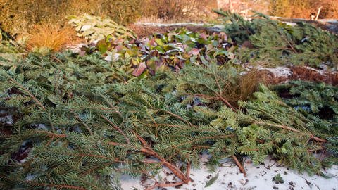 Nach Weihnachten lässt sich der Christbaum noch gut für den Garten verwerten.
