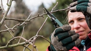 Eine Frau schneidet mit der Schere einen Ast: Der Winter ist ein guter Zeitpunkt für den Obstbaumschnitt.