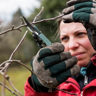 Eine Frau schneidet mit der Schere einen Ast: Der Winter ist ein guter Zeitpunkt für den Obstbaumschnitt.