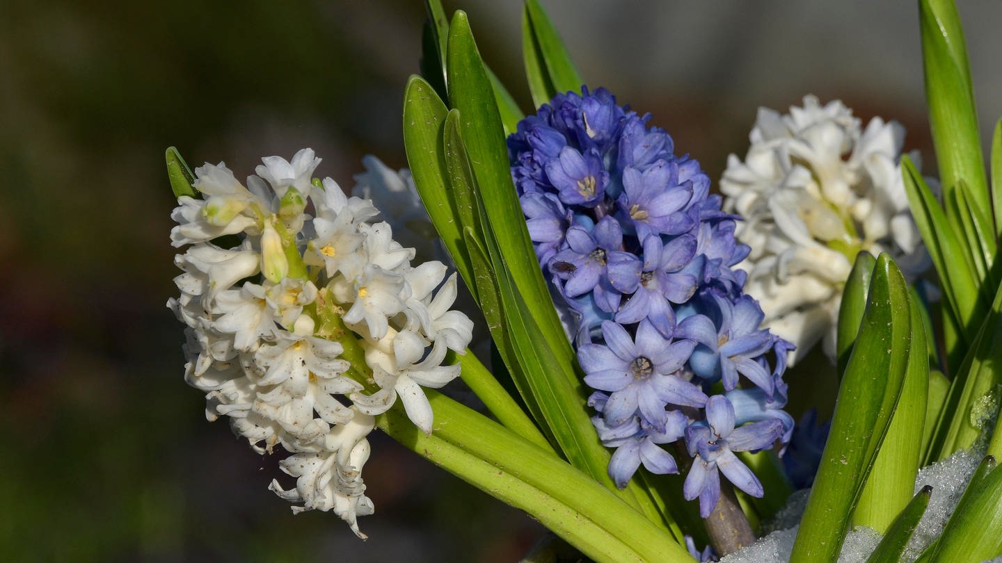 Frühblüher: Diese Blumen bringen den Frühling in den Garten - SWR4