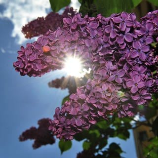 Flieder samt Blüten im Gegenlicht: Diese Sorten lohnen sich und so ist der Strauch zu pflanzen, pflegen und schneiden.