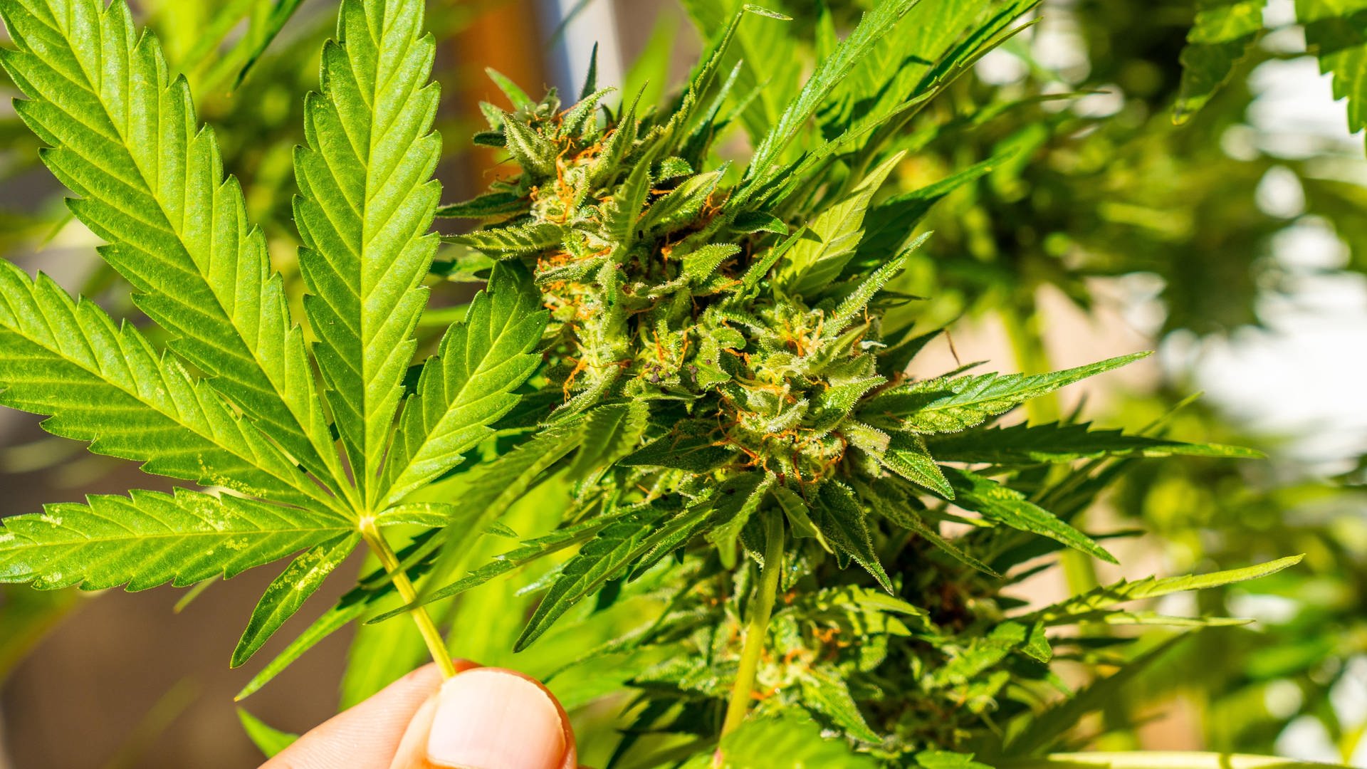 Cannabis anbauen: So klappt der private Eigenanbau von Hanf