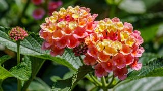 Diese Blume blüht den ganzen Sommer: Wandelröschen in zartem Pink und Gelb