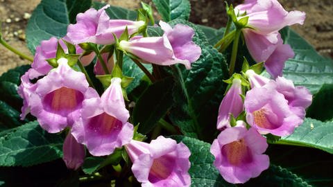 Die Gloxinie blüht in Weiß, Blauviolett, Rosa oder Rot.