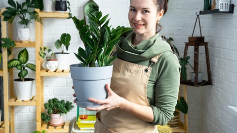 Zimmerpflanzen im Winter richtig pflegen und gießen