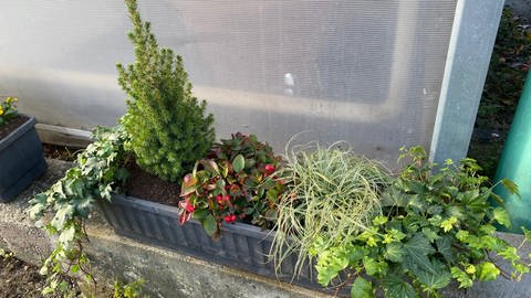 Balkonkasten im Winter: Winterharte Balkonpflanzen wie Zuckerhutfichte und Carexgras.