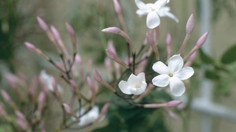 Duftende Zimmerpflanze wie der Zimmerjasmin, für eine gut riechende Wohnung.