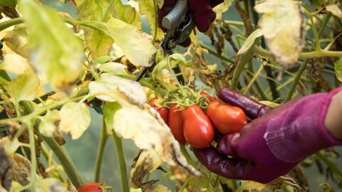 Gartentipp: Was tun bei gelben Blättern an Tomatenpflanze. Eine Hand erntet Tomaten von Pflanze mit gelben Blättern.