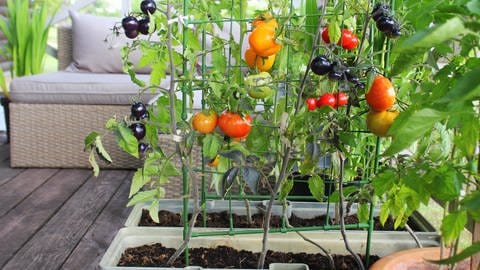 Tomaten und andere Gemüsepflanzen stehen in Kästen und Kübeln auf einem Balkon. Gemüse auf dem Balkon anbauen können zum Beispiel Menschen die keinen Garten haben.