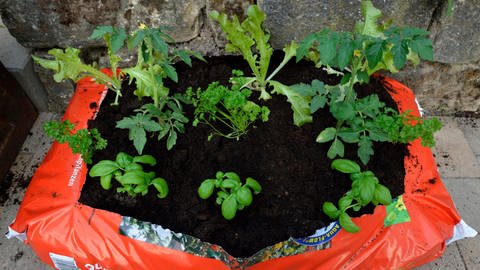 Kleine Gemüsepflanzen werden direkt in einem Sack Pflanzerde angebaut. Das Gemüse kann so auf dem Balkon aus dem Sack wachsen.