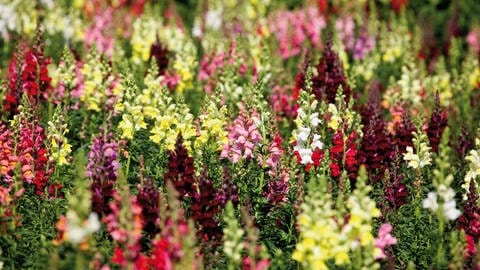 Sommerblumen: Ein feld mit bunten Löwenmäulchen.