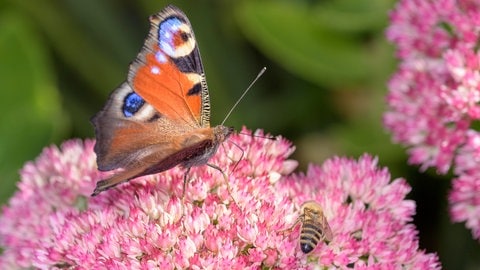 Fette Henne ist eine Pflanze, dieTrockenheit und Hitze gut aushält. Auf den Blüten sitzt eine Biene und ein Schmetterling.