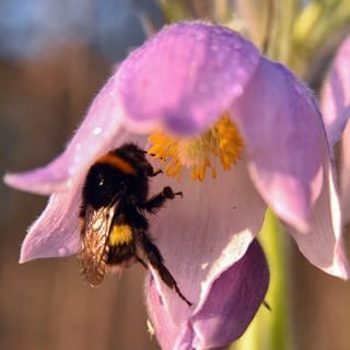 Die Pulsatilla hält Hitze und Trockenheit im Sommer gut aus. Ihre rosa Glockenblüte wird von einer Biene angeflogen.