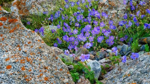 Der Storchschnabel ist gut für jeden Standort und pflegeleicht: viele violette Blüten des Bodendeckers zwischen Steinen.