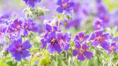 Der Storchschnabel ist gut für jeden Standort und pflegeleicht: Viele violette Blüten des Bodendeckers werden von der Sonne beschienen, auf einer von ihnen sitzt eine Biene.