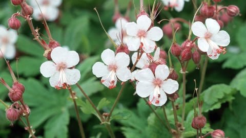 Storchschnabel – mehrere hellrosa Blüten des Bodendeckers in Nahaufnahme