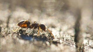 Einzelne laufende schwarze Gartenameise oder auch Wegameise. Ameisen fühlen sich auch im Garten wohl und sind auch im Rasen anzutreffen.