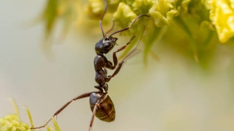 Eine Ameise, eine schwarze Gartenameise, klettert auf eine Blume. Zu viele davon in Garten und Rasen können zum Problem werden. 