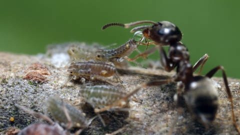 Eine Ameise "melkt" eine Blattlaus, die daraufhin einen Tropfen sogenannten Honigtau absondert. Viele Blattläuse im Garten locken auch viele Ameisen an.