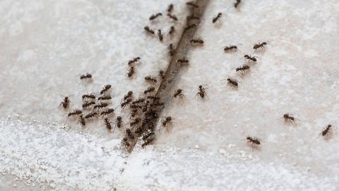 Ameisen sammeln sich auf zwei Steinplatten und in einer Fuge dazwischen. Sie stoppen an einem Kreidestrich, der ihren Weg kreuzt.